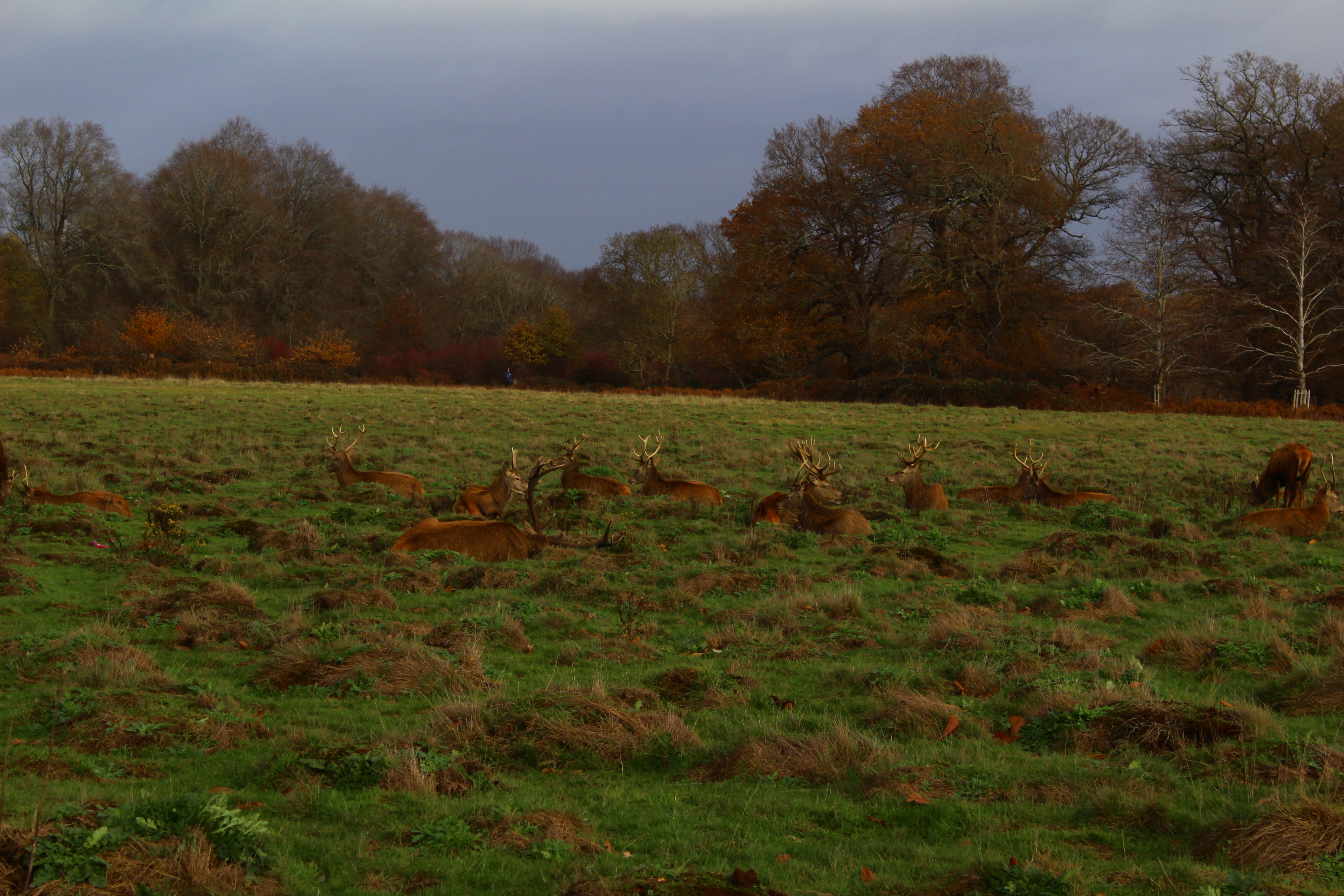 deer