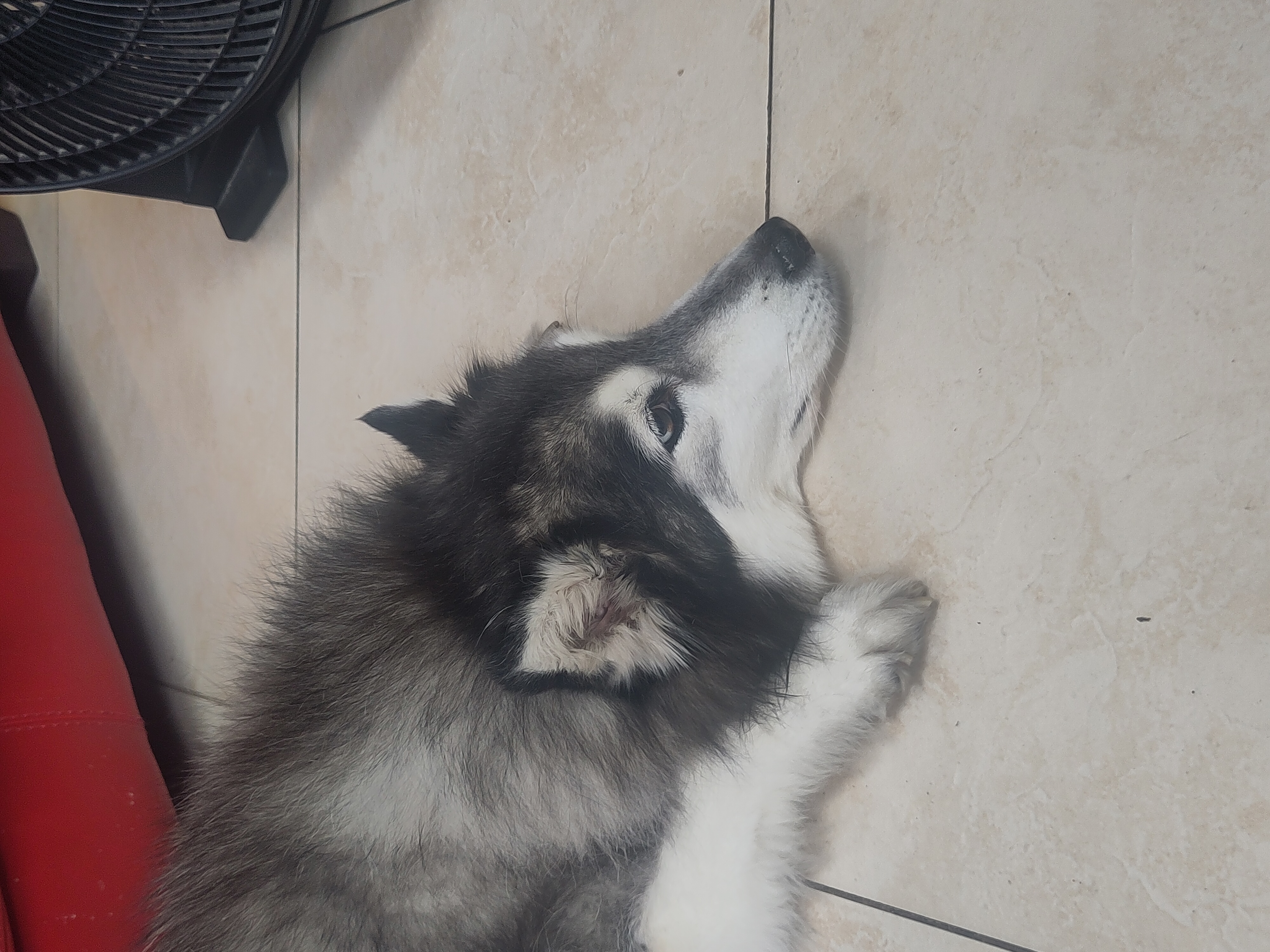 doggy